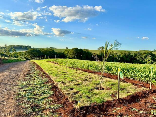 #675 - Casa para Venda em Arapongas - PR - 2