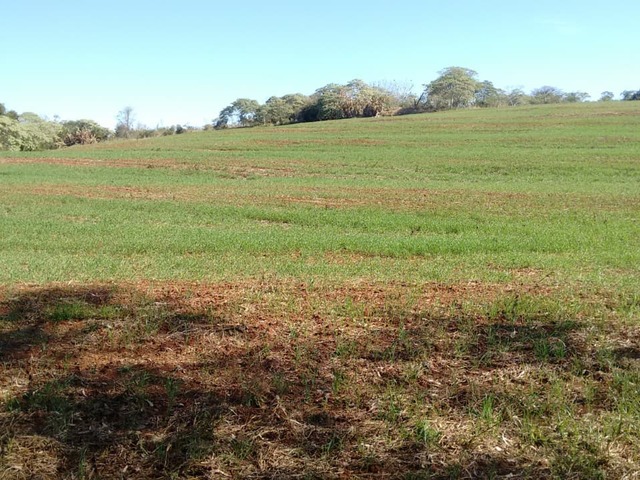 #845 - Chácara para Venda em Arapongas - PR - 2