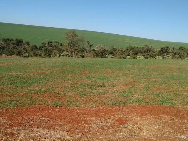 Chácara para Venda em Arapongas - 4