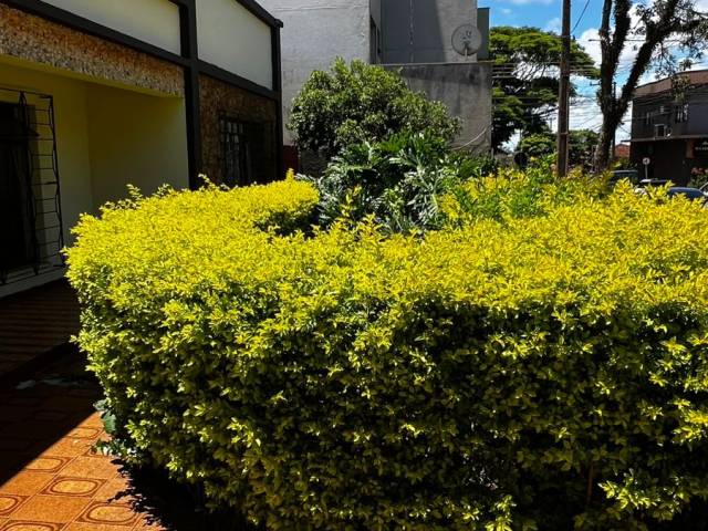 Casa para Venda em Arapongas - 4