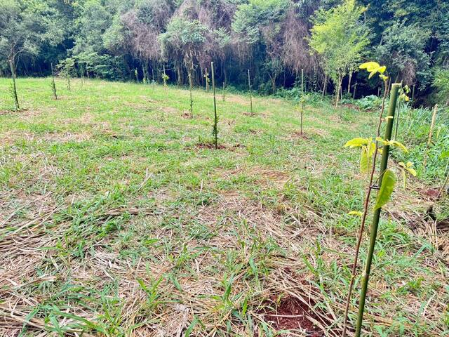 #975 - Chácara para Venda em Sabáudia - PR - 1