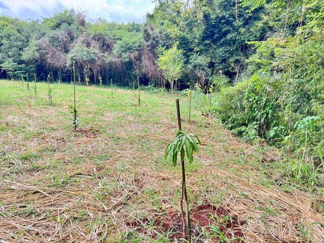 #975 - Chácara para Venda em Sabáudia - PR - 2